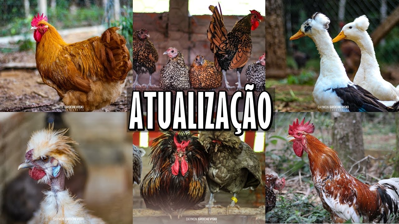 MOSTRANDO TODO O MEU CRIATÓRIO DE AVES ORNAMENTAIS | RANCHO LW São Mateus do Sul PR