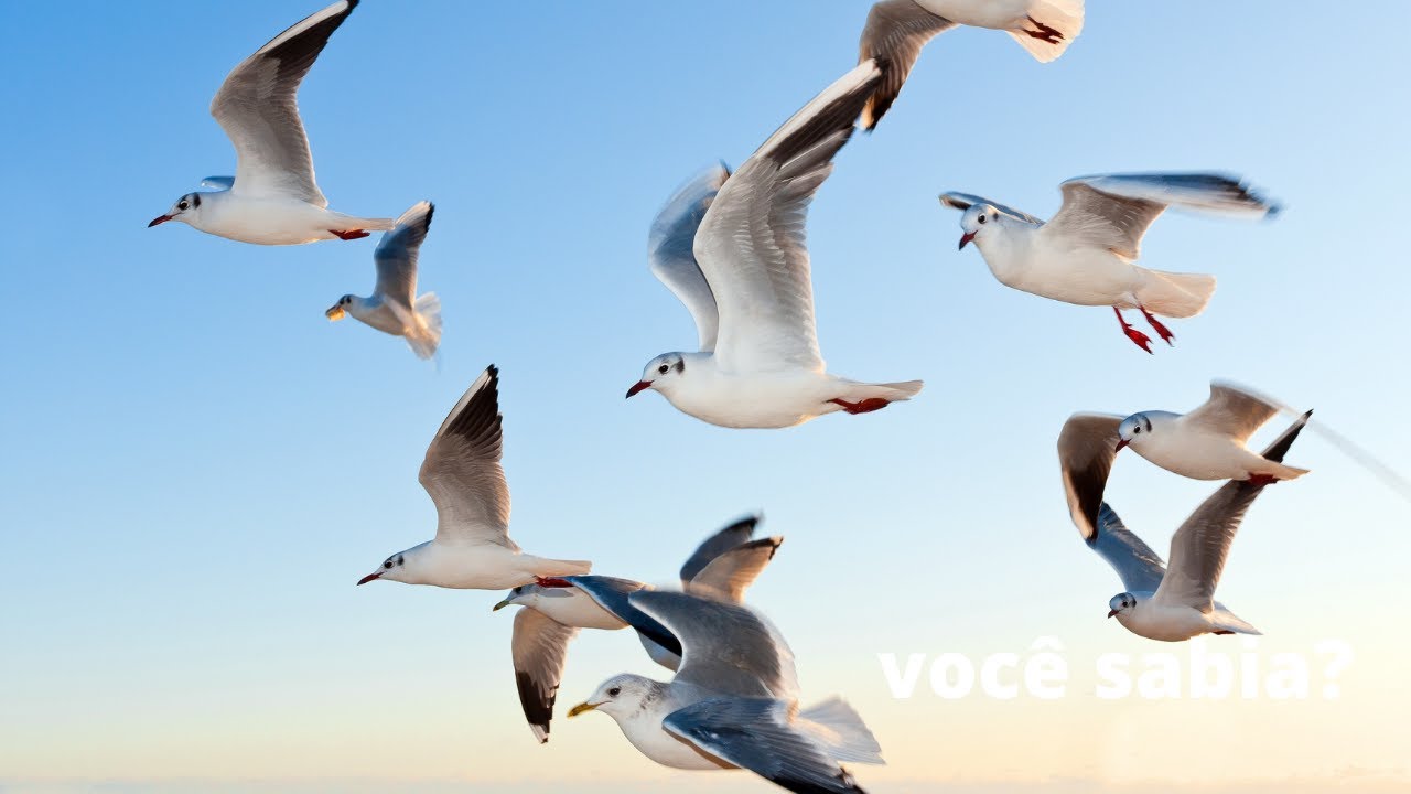 Som das Gaivotas  - Som das Ondas do Mar e Gaivotas Voando