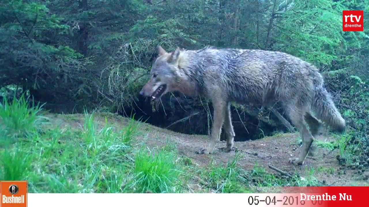 Wolf vestigt zich in Drenthe