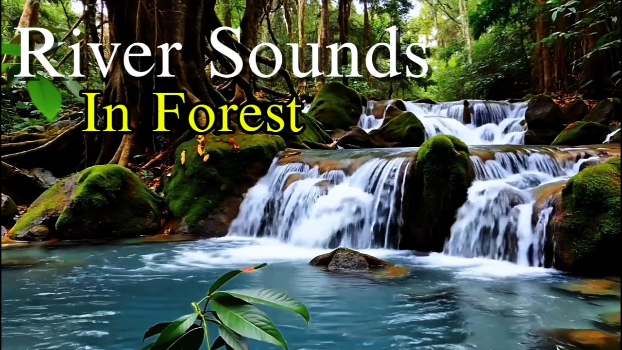Flowing River Sounds in Forest | 1 Hour Natural White Noise for Deep Sleep