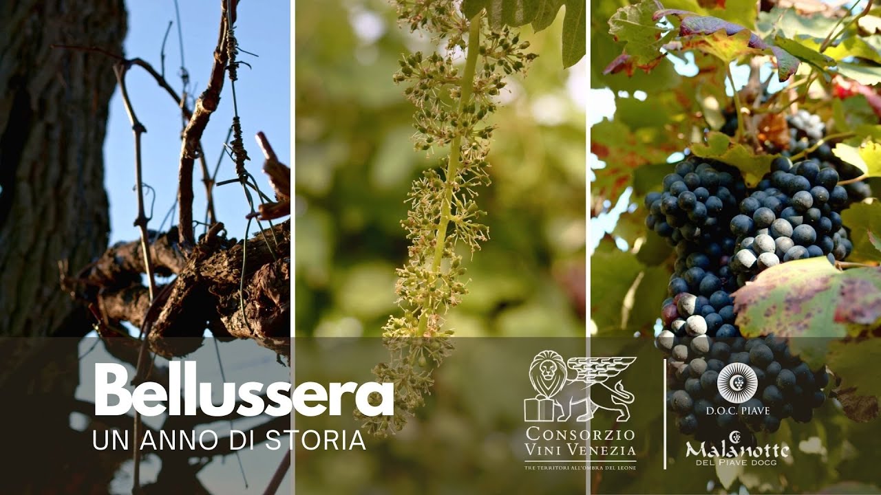 Bellussera - Un Anno di Storia