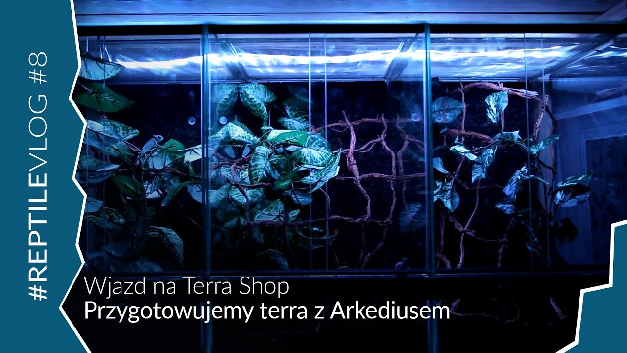 Wjazd na Terra Shop do Arkediusa - urządzamy terraria dla kameleonów