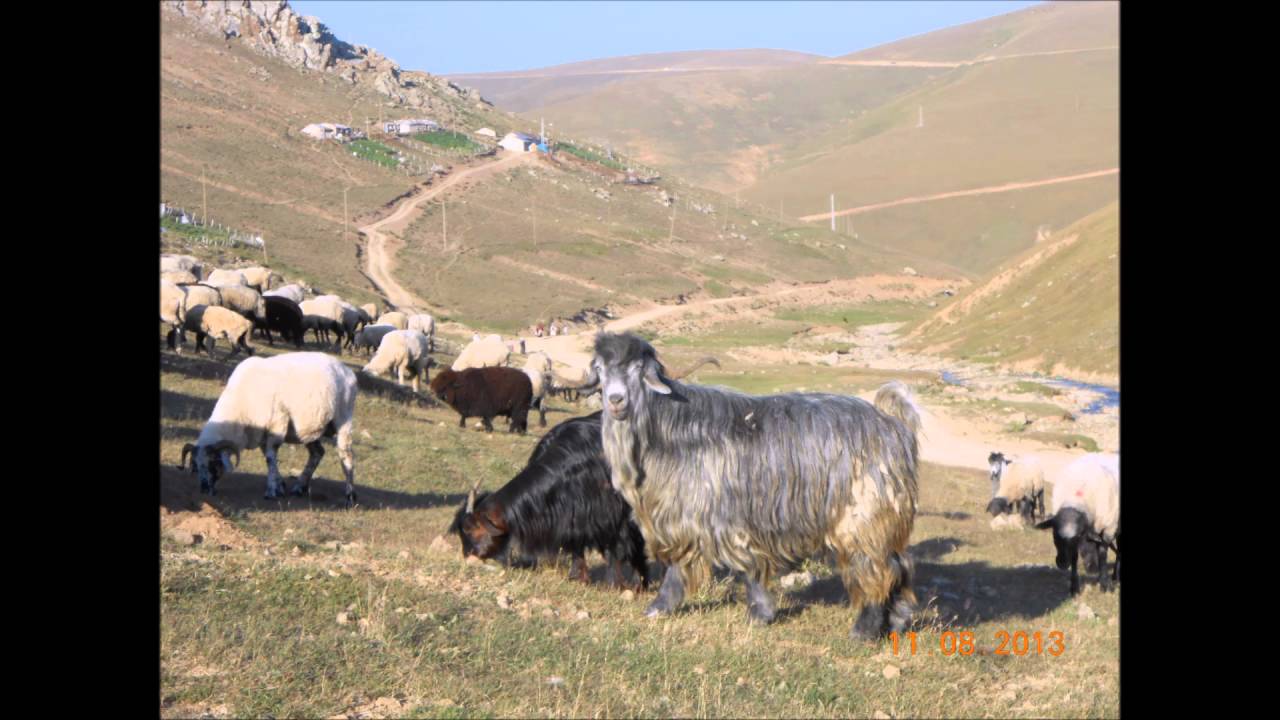 Sait UÇAR-Tütmezdi BACALARI