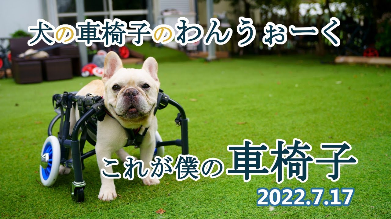 フレンチブルドッグ空＆BOBのおでかけ 犬の車椅子のわんうぉーく