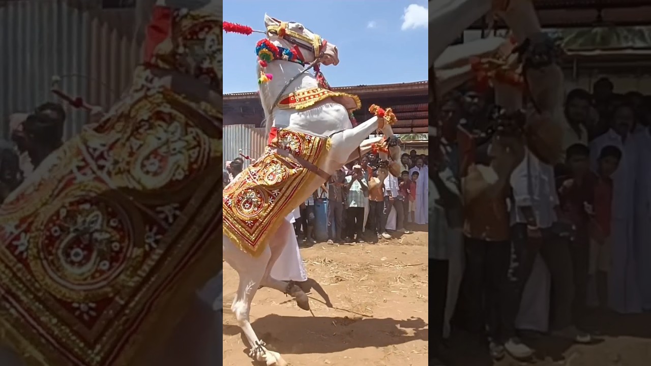 💥Dancing horse❤️ Anthiyur✨️