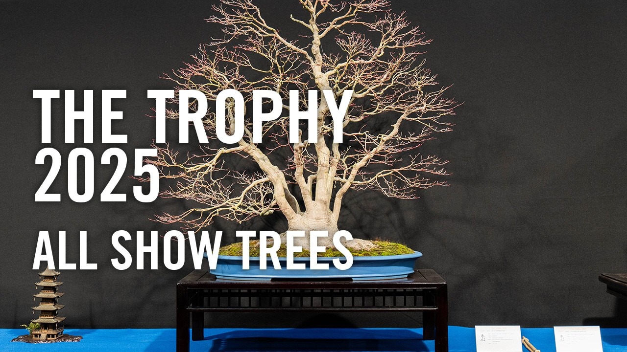 The Trophy 2025, the biggest bonsai show outside of Japan. All the show trees in detail. 盆栽