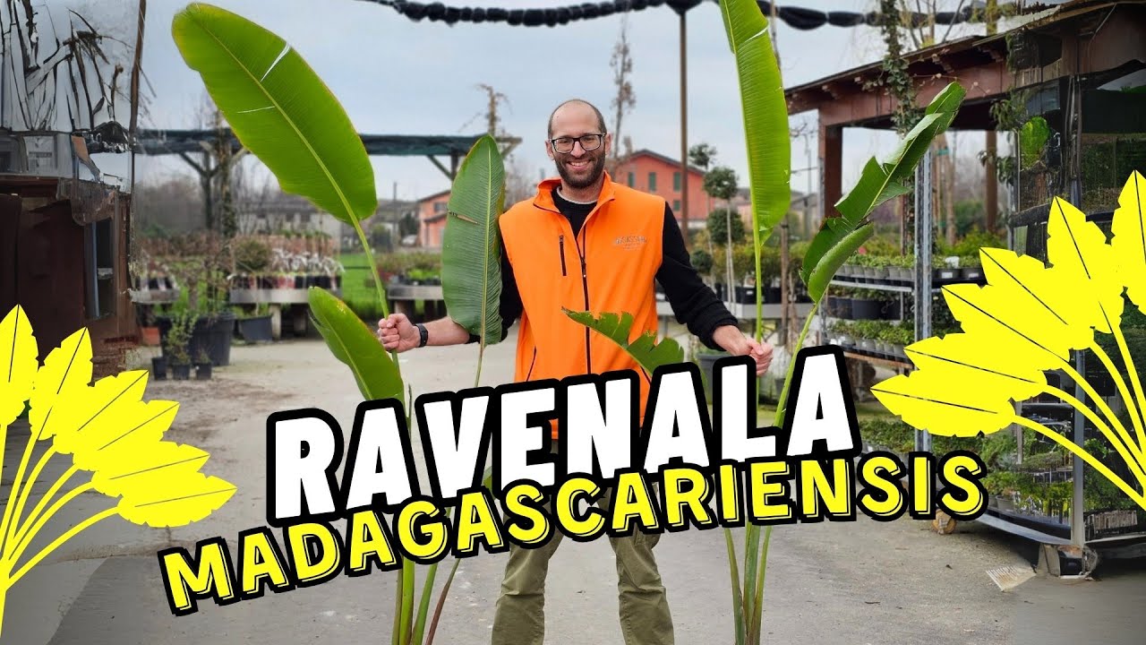 Come si cura la Ravenala Madagascariensis o Palma, Albero del viaggiatore o Pianta Pavone