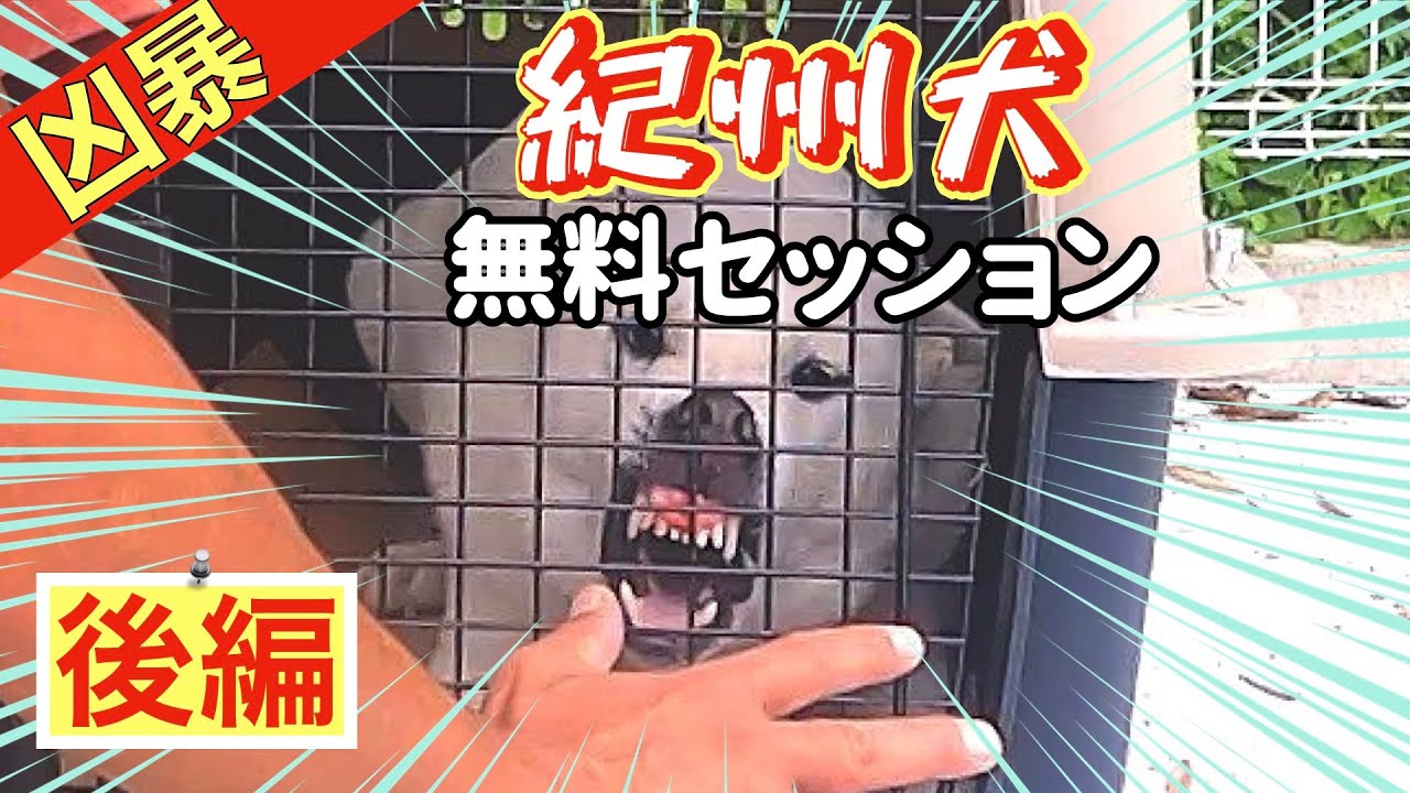【凶暴犬】噛む紀州犬メンバーシップ特別無料セッション（後編）
