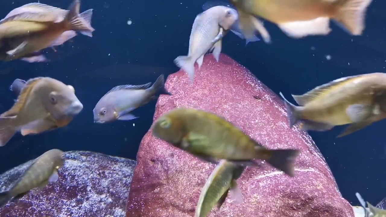 32 Tropheus moorii nkonde bright yellow in 160x70x60.