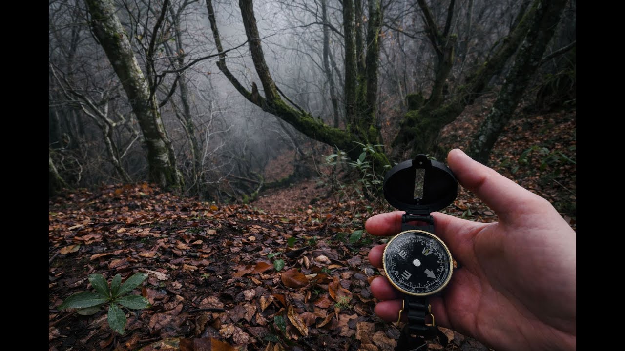 Exploring Wild Forest - ASMR - Peaceful - Relaxing