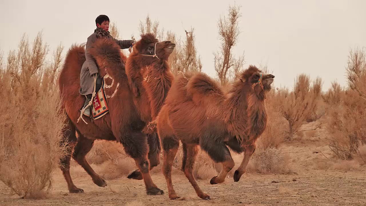 Gobi - Great Desert Landscapes, Abundant Wildlife, Nomadic Traditions
