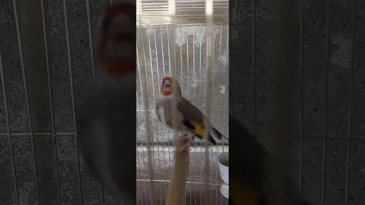 saira masti singing #viral #birdlover #finchesbirds #bird #canarysongs #canarysongs #finchaviary