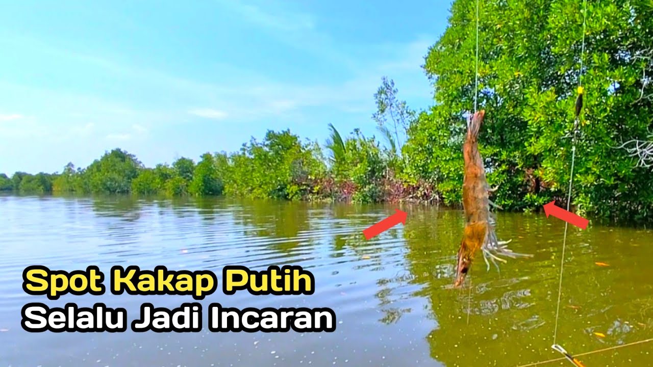 Niat Mancing Kakap Putih Malah Diserang Segerombolan Ikan Penghuni Sungai Bakau