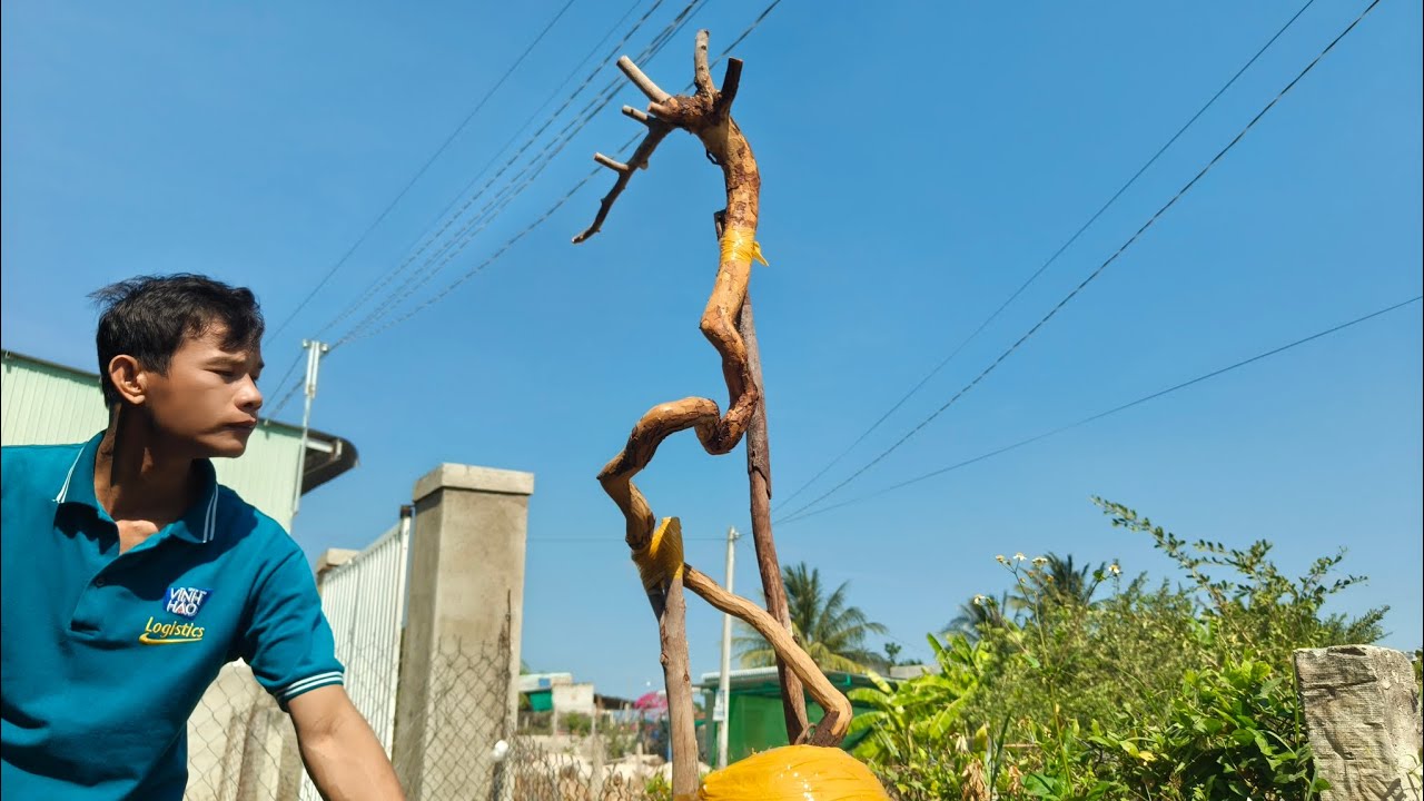 Mai rừng búp đỏ Bình Thuận mời ae tham khảo ủng hộ 