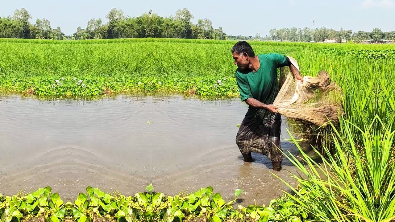 Very Amazing Net Fishing in Pond - Poor Fisherman Catching Big Fish by Net - Fishing With Fishserman