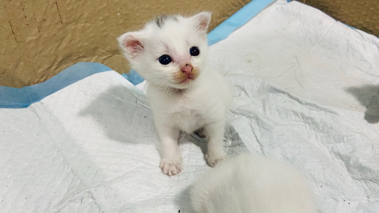 Mấy đứa mèo hoang lớn lắm rồi