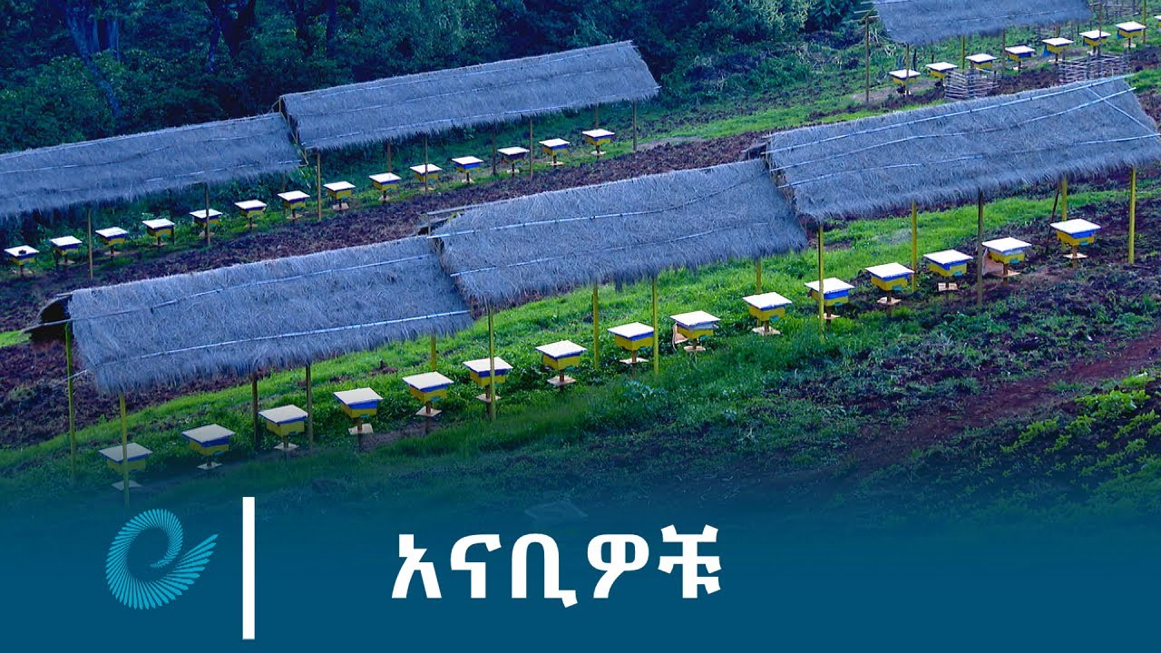 አናቢዎቹ  @Ethiopian News Agency