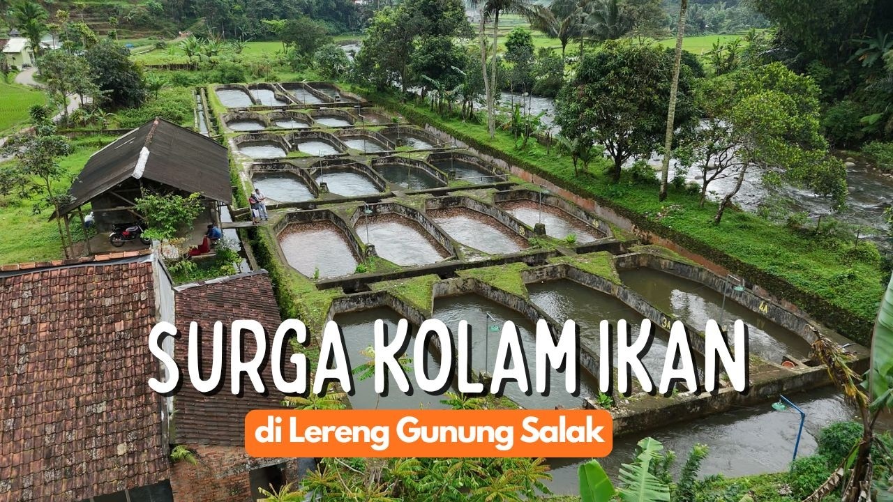 Sorga Kolam Ikan di Lereng Gunung Salak, Lestari Alamnya Makmur Warganya