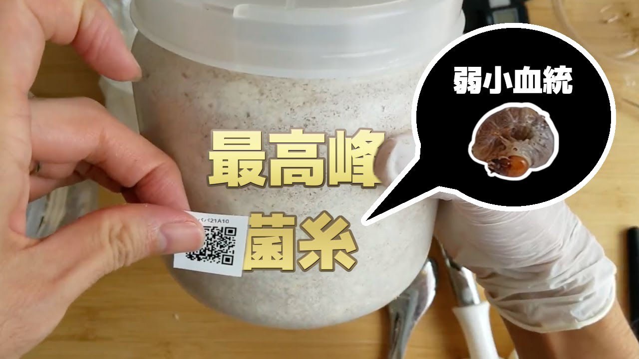 【ルカディアで弱小血統を育ててみる #1】1本目ボトル投入【ババオウゴンオニクワガタ】