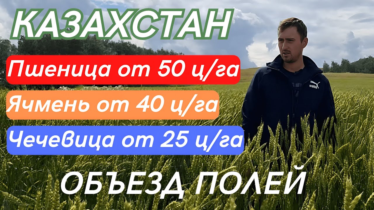 Объезд Полей перед Уборкой. Казахстан. Пшеница, Ячмень, Чечевица