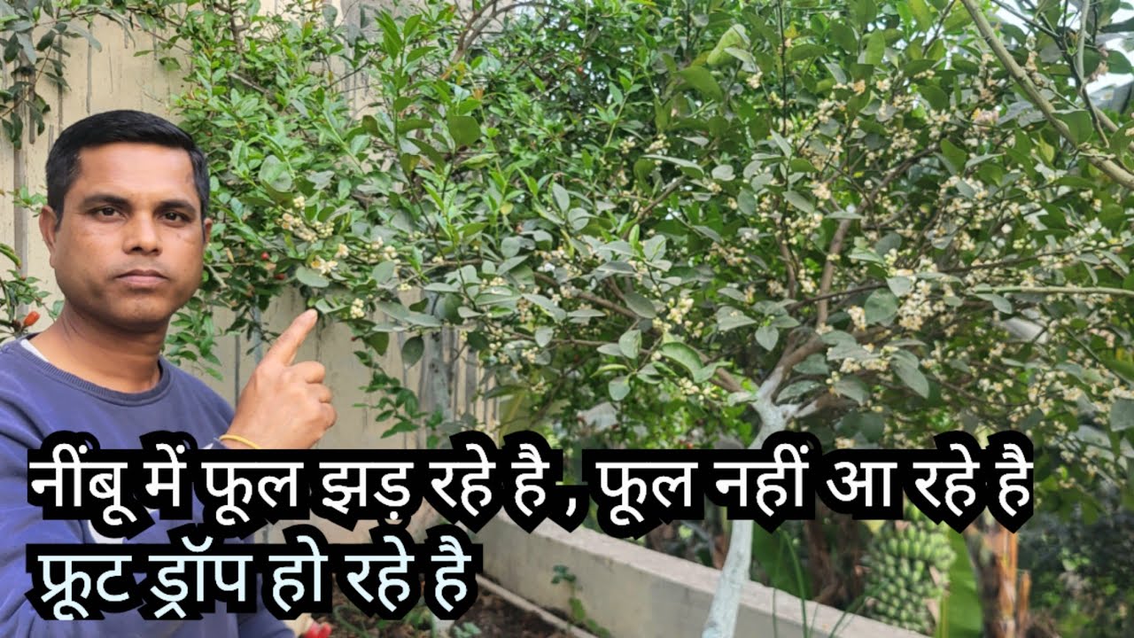 Lemon Flower Dropping, No Flowering, Fruit Dropping Solution 