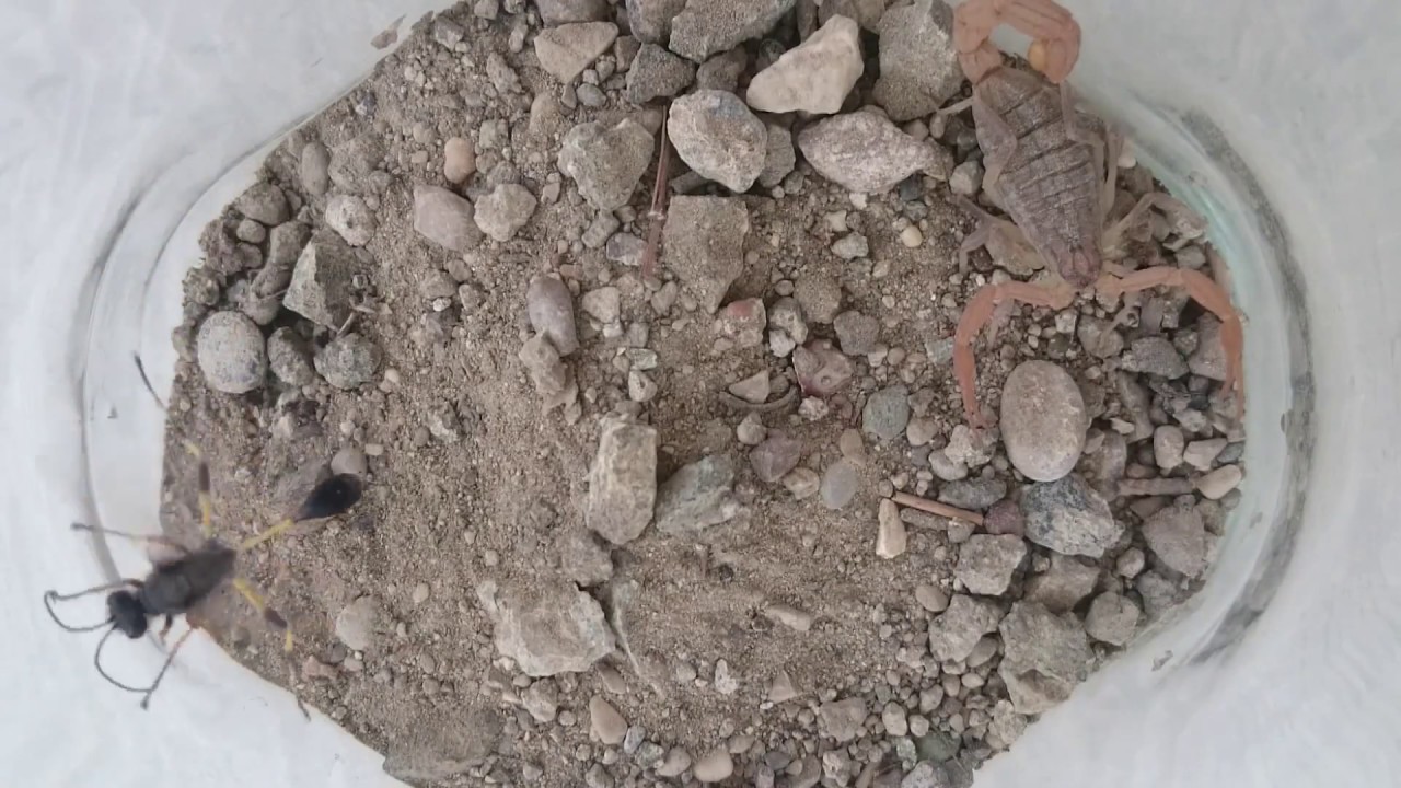 Scorpion vs Mud Dauber Wasp (Akrep ile Eşek Arısı Kavgası)