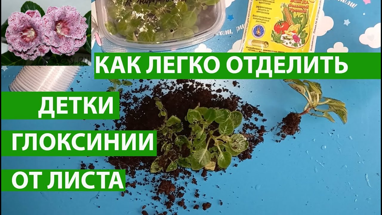 Отделяем детки глоксинии от материнского листа, чтобы они быстрее прижились и стали расти
