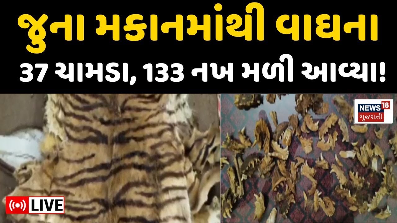 🟠Tiger Skin Found in Narmada Live | રાજપીપળામાં જુના મકાનમાંથી વાઘના ચામડા, નખ મળી આવ્યા! | Nails