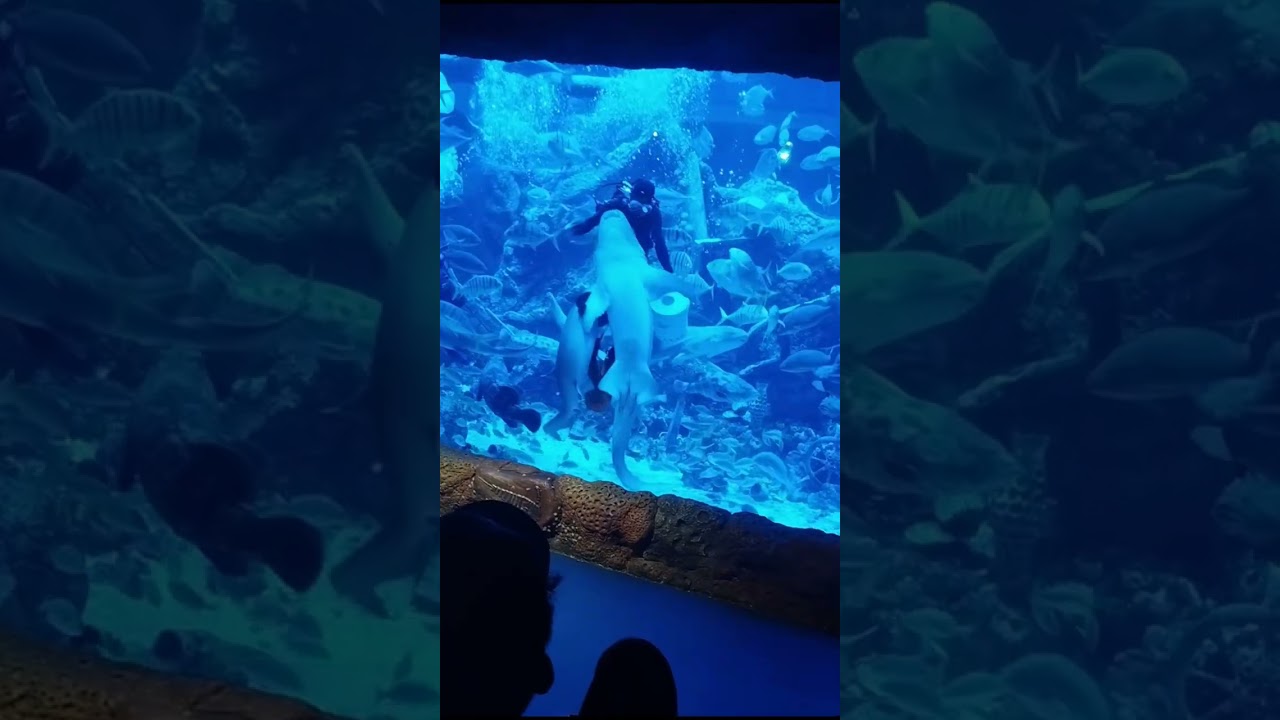Aquarium BXSea #bxsea #ikan @BXSeaOceanarium 