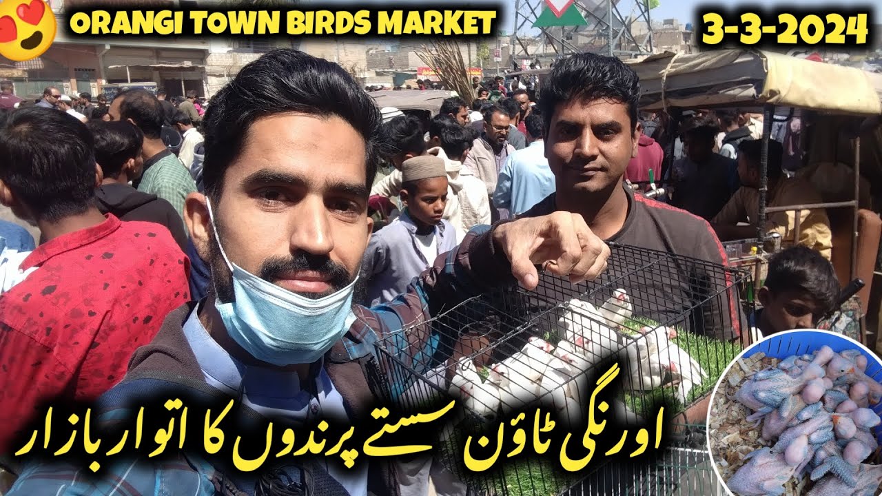 Birds Market Orangi Town Sunday Video Latest Update | 3-3-2024 In Urdu/Hindi By Get Birds Info