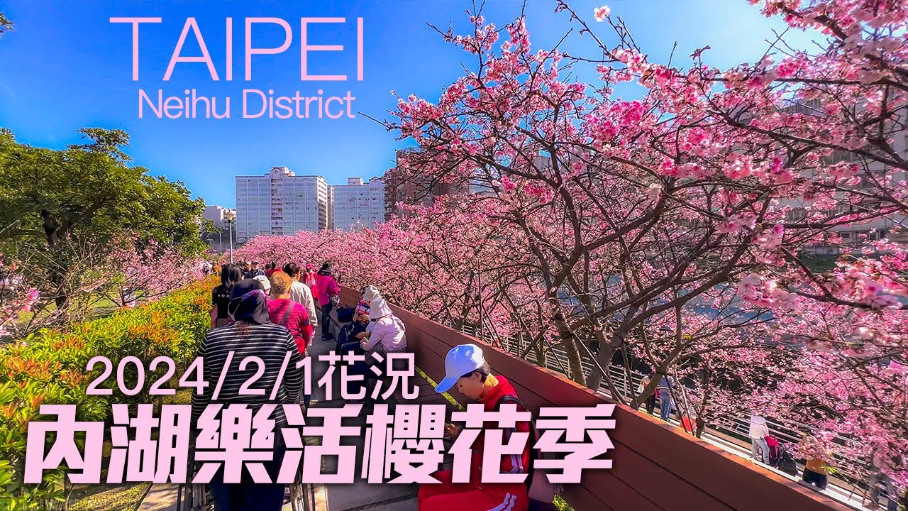 台北內湖樂活櫻花季2024/2/1花況｜4K HDR｜TAIPEI LOHAS Cherry Blossom Festival