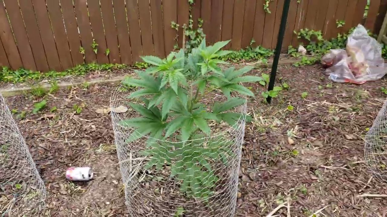 2022 Outdoor Cannabis Garden Tour | Garden Update [#02]  - May 12