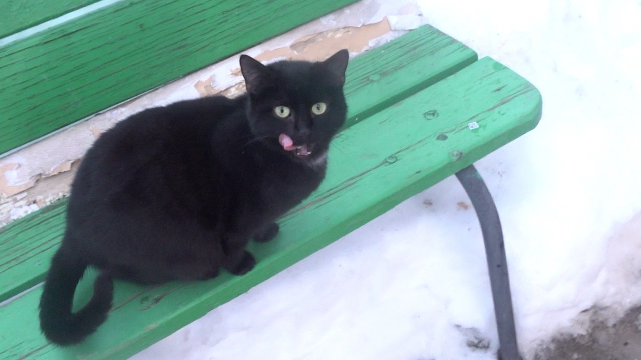 Two black cats very happy outside in the snow