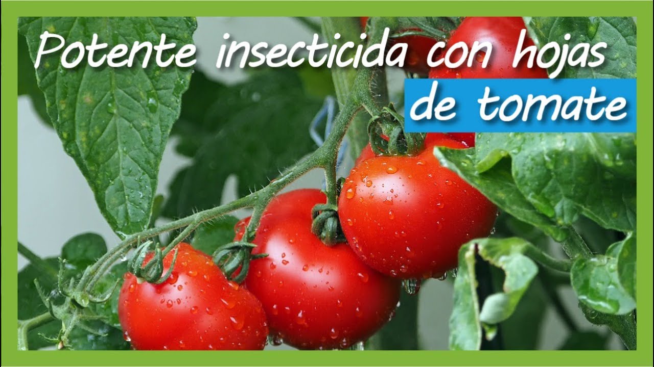 Insecticida casero para la HUERTA - CONTROLA  insectos chupadores - mosca blanca / Minador