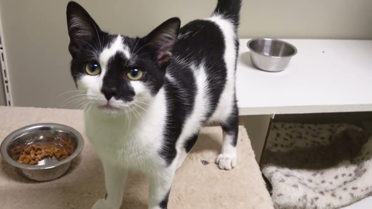 Jos & Rose  - Animal shelter