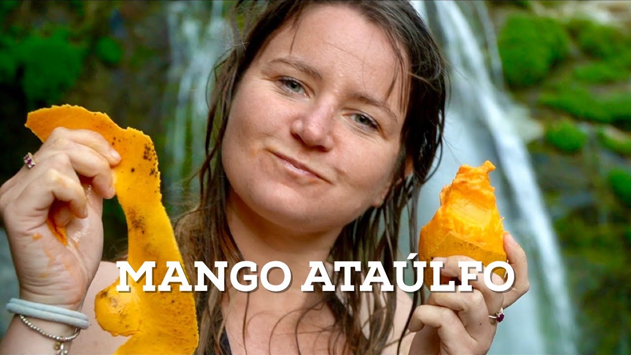 La historia del mango Ataúlfo, una fruta 100% mexicana - Chiapas.