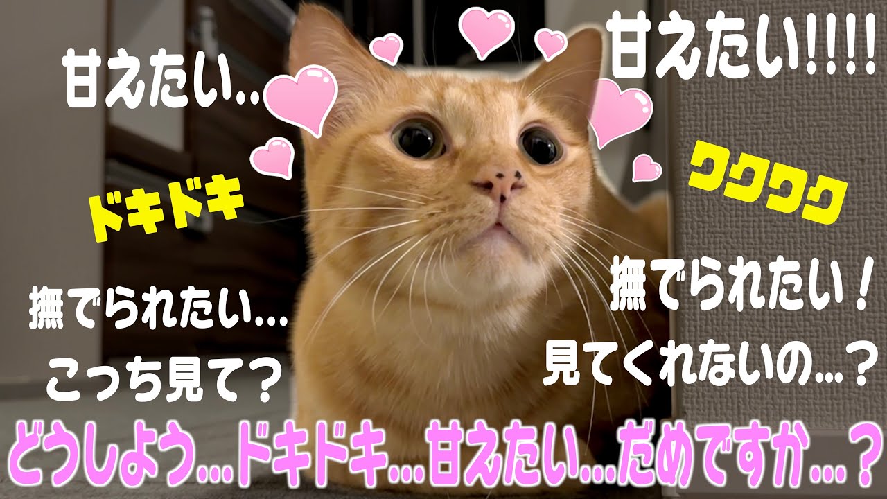 甘えん坊な愛猫の”構ってアピール”が悶絶級に可愛いから見て。