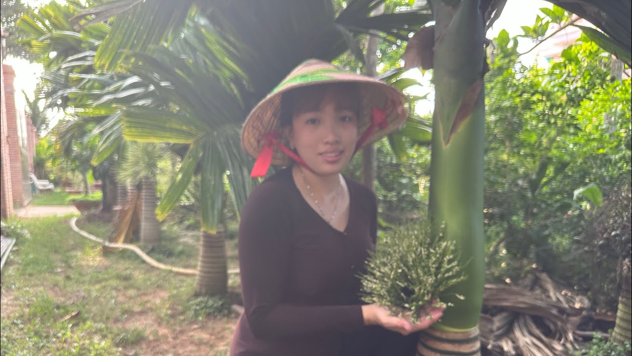 Có nên trồng Cao hương hay cao lùn tứ quý không?- Hoa kiểng Cái Mơn -  Ngọc Ngân Bến Tre 0386569374