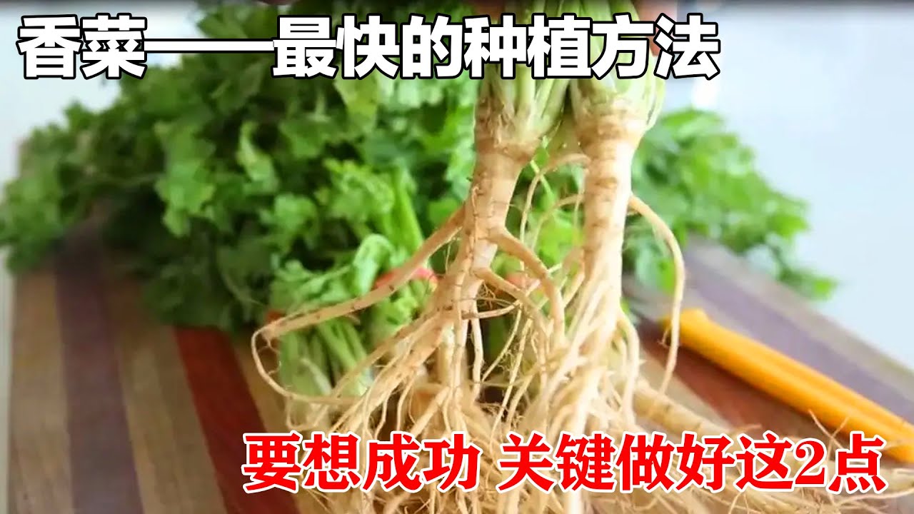 【香菜】种植香菜的新方法，10天就可以采收，不可思议！下次一定要试试|The fastest way to grow coriander