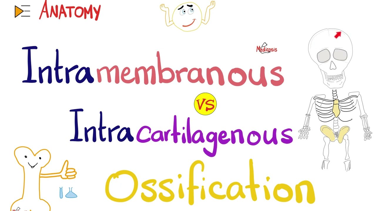 Intramembranous vs. Intracartilagenous Ossification (Endochondral) 🦴 - Anatomy Series