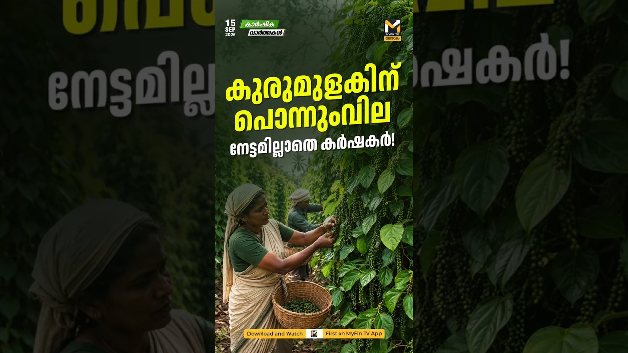 Pepper Hits ₹70,000! But Farmers Are Losing Out?