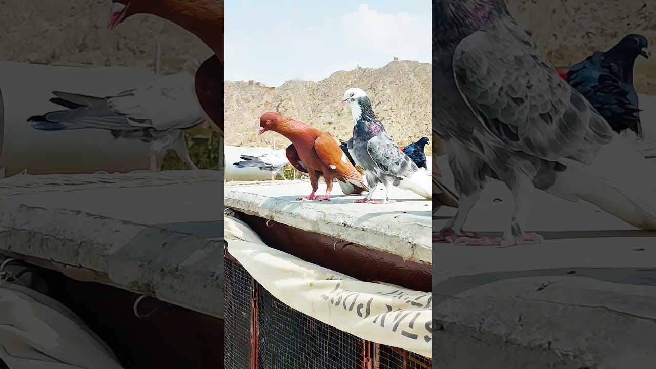 Aqibpigeons#foryou #pigeon #shortvideos #pigeonstatus #kabootar #viralvideos #pigeonlove #pigeonwing