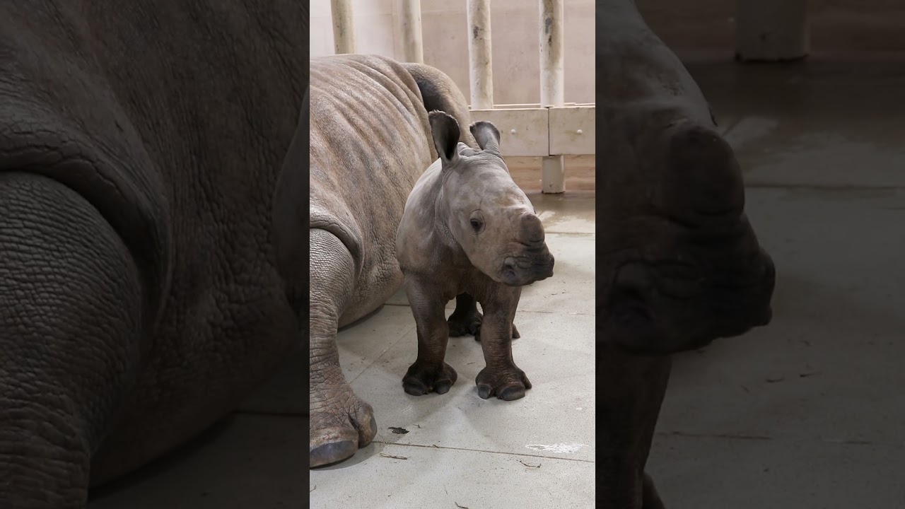 Sleepy Baby Rhino at #rollinghillszoo