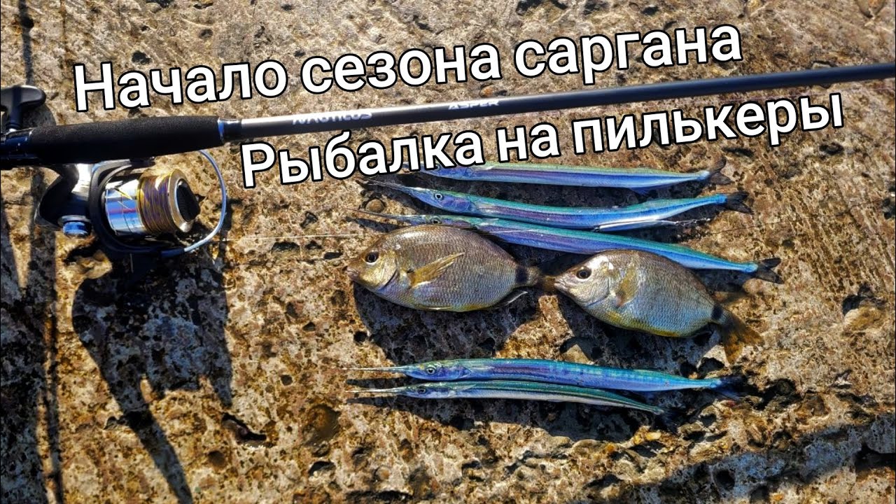 Начало сезона саргана, ловля носатого на пилькер. Рыбалка в Сочи осенью