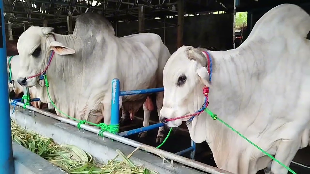 SAPI JUMBU di sumber ternak farm