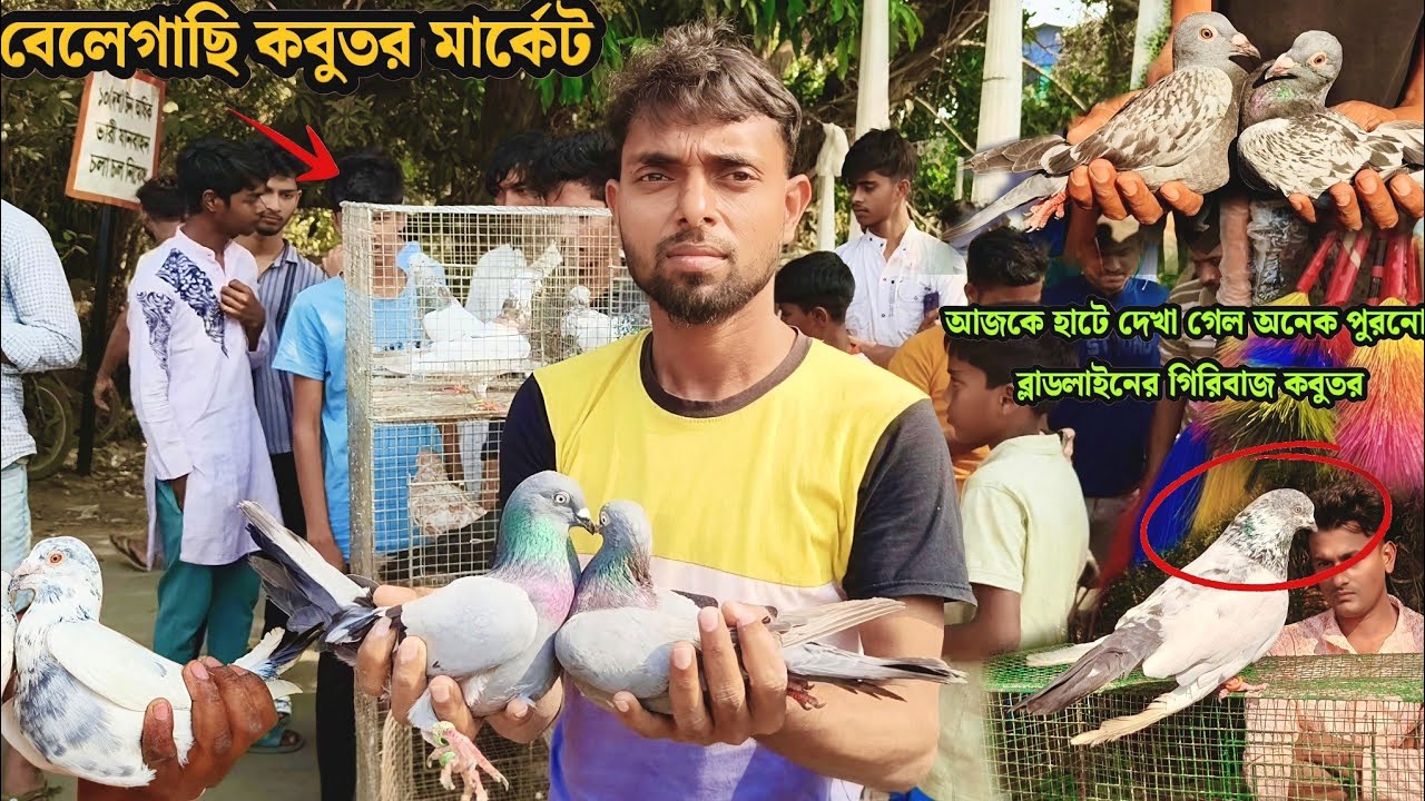 50 বছর পুরনো গিরিবাজ কবুতর ও এক পিয়ার শাক সবুজ | বেলেগাছি কবুতর মার্কেট