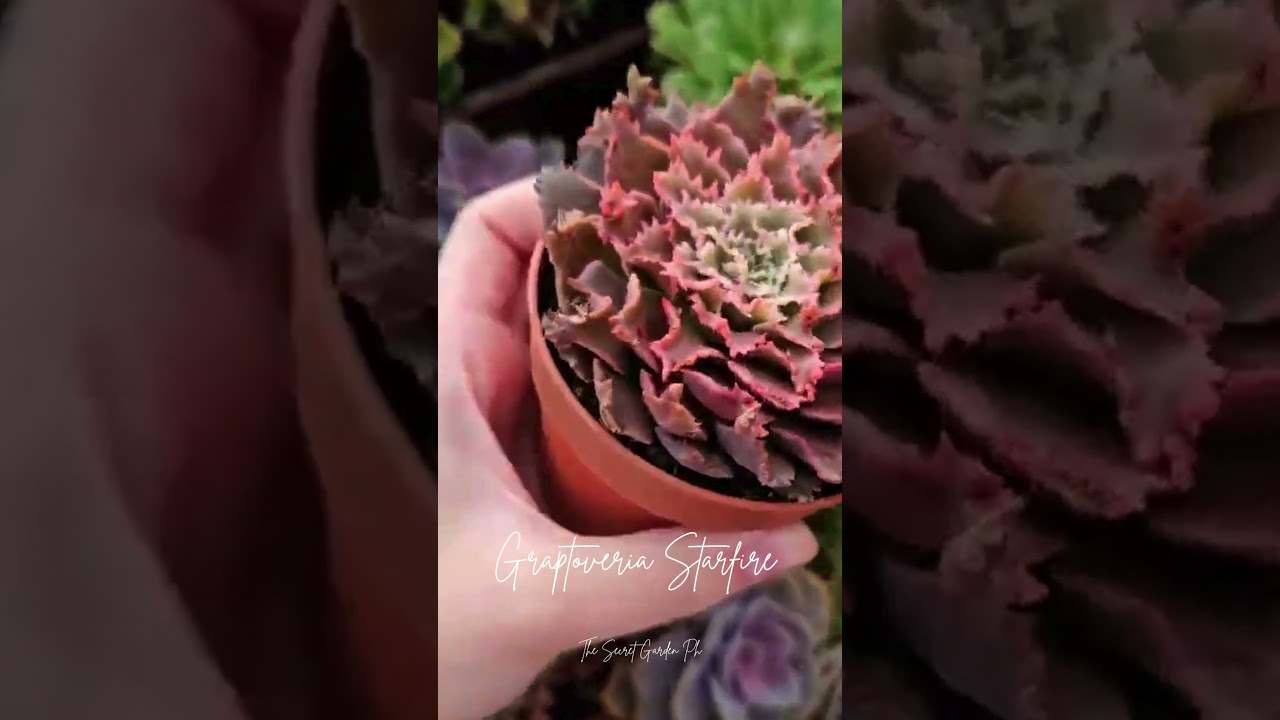 Graptoveria Starfire #succulent #succulentobsession #plants #succulentlove