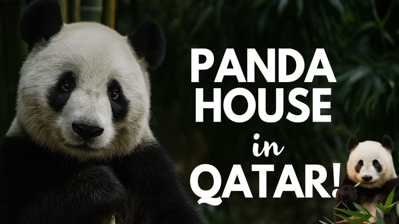Meet Thuraya & Suhail: Qatar’s Giant Pandas