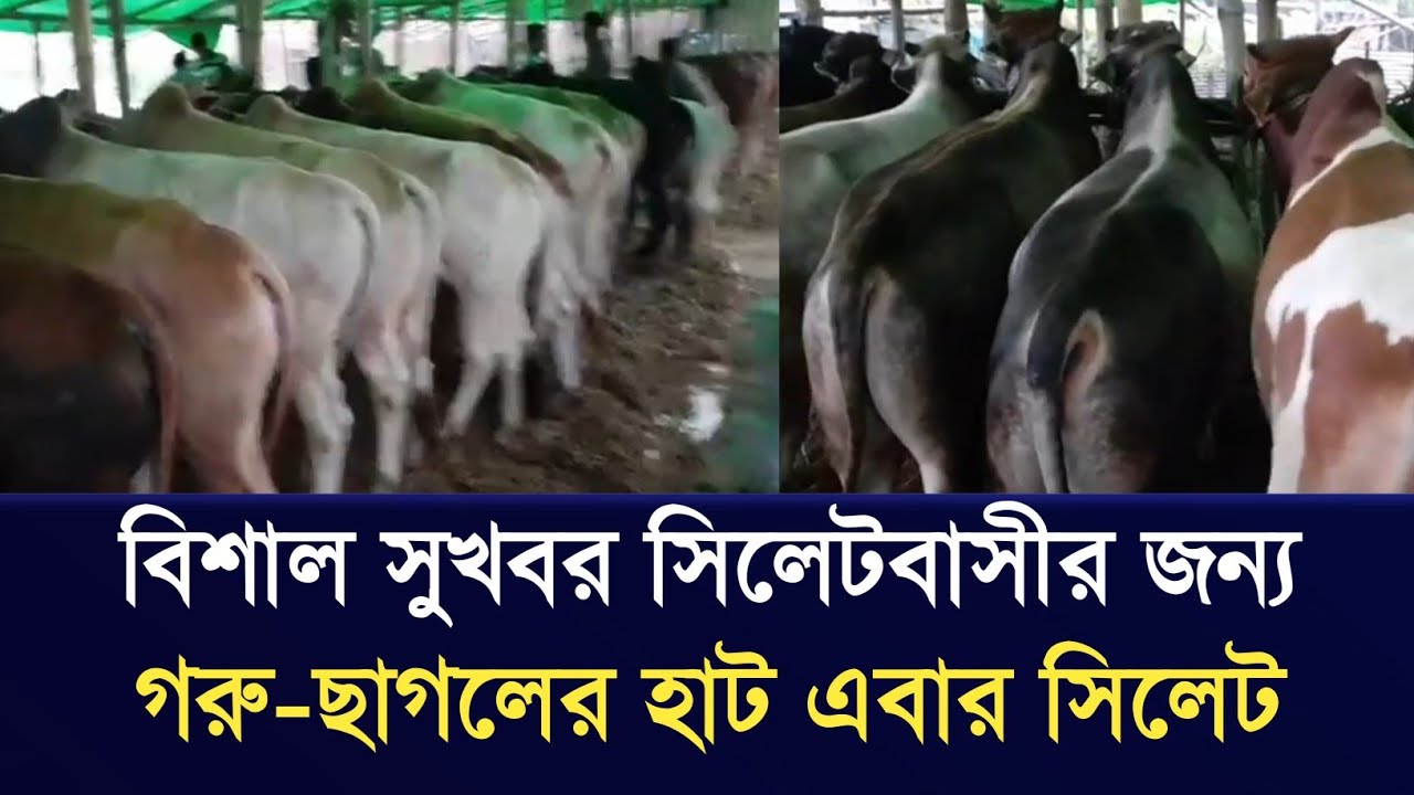 সিলেটে আসলে এবার বিশাল সুখবর টিলাগড় মিরাপাড়া বিশাল গরু-ছাগলের হাট | Sylhet news today | gorur bazar