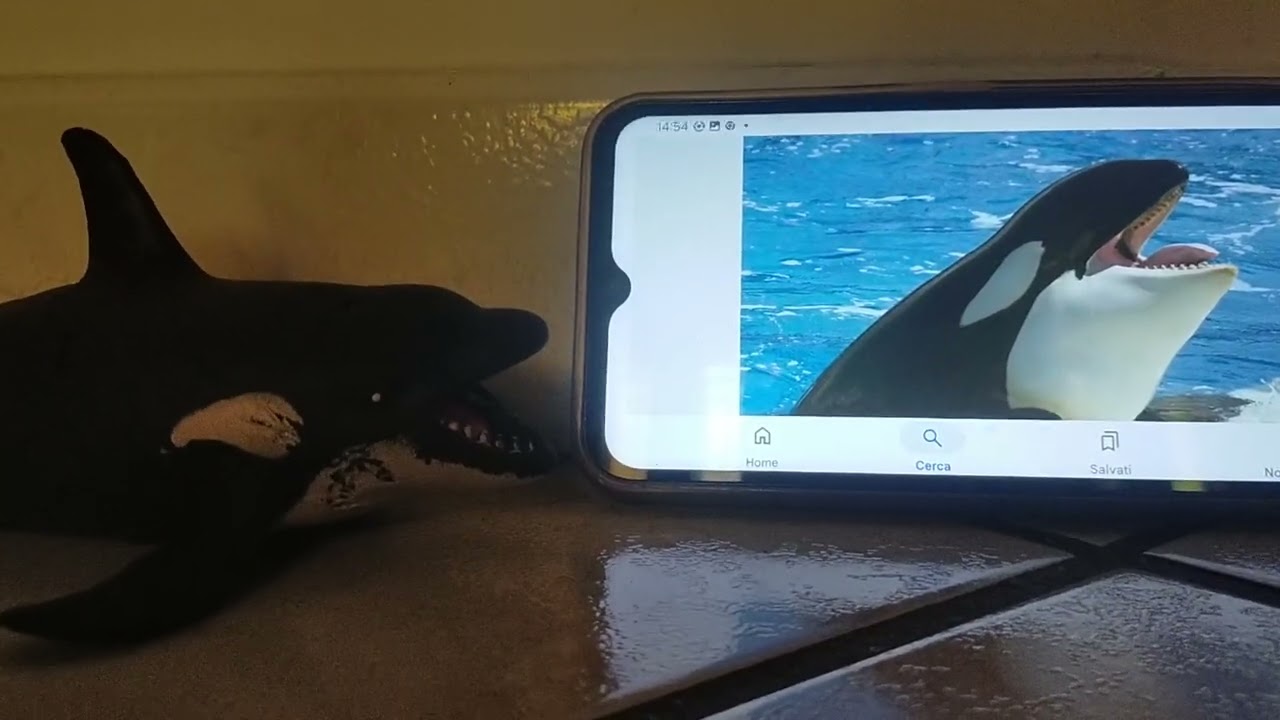 Meet the Animals 78: Orca